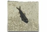 Detailed Fossil Fish (Knightia) - Wyoming #309848-1